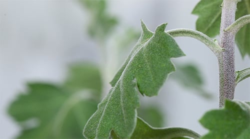 Macro Shot of Green Plant Leaves