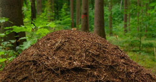 Wildes Leben der Ameisen im Wald in Antheap