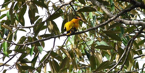 Vibrant Yellow Bird Preening Feathers on Tree Branch
