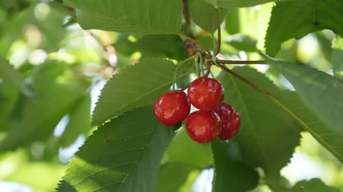 Prunus avium orchard with tasty red fruit 4K 2160p 30fps UltraHD footage - Close-up of sweet cher