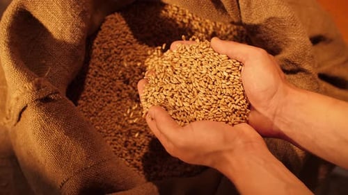 Hands Sifting Grains of Wheat from Burlap Sack