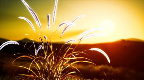 Golden Sunset Background with Gently Swaying Grass Loop