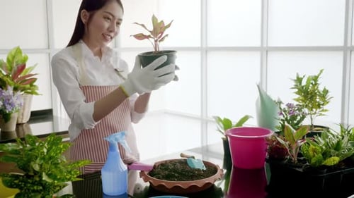 Woman Gardening Indoor Plants at Home