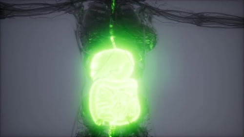 Glowing Human Digestive System Organs 3D Medical Scan