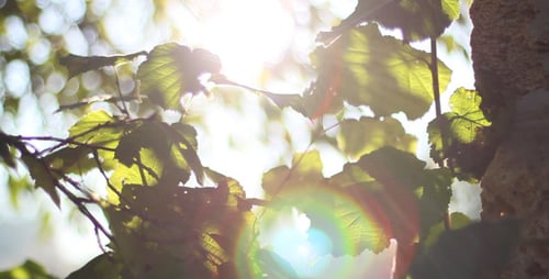 Bokeh Tree Background 5