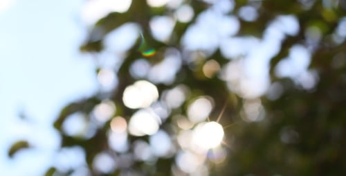 Blurred Sunlight Through Green Leaves Abstract Background