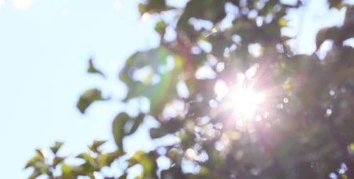Bokeh-Baum-Hintergrund 7