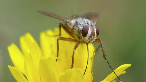 Close-up of Fly on a Yellow Flower