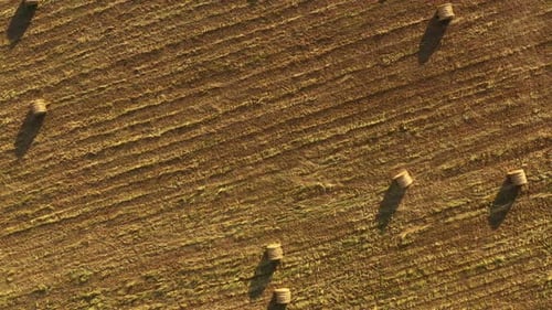 Season of Harvest in Fields Grass Gold Round Haystacks Rural Life and Agriculture Concept