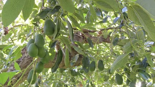 Hass Avocados in Hanging Tree