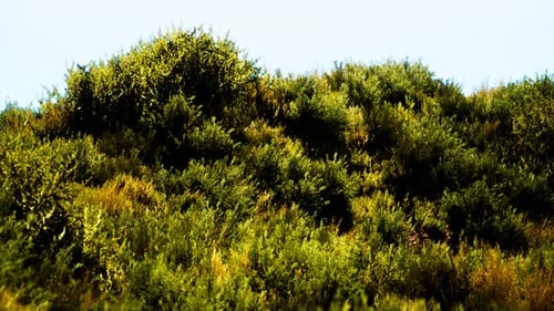 Beach Dunes with Long Grass