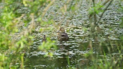 Wild ducks on the pond cleaning their feathers, pond ecosystem
