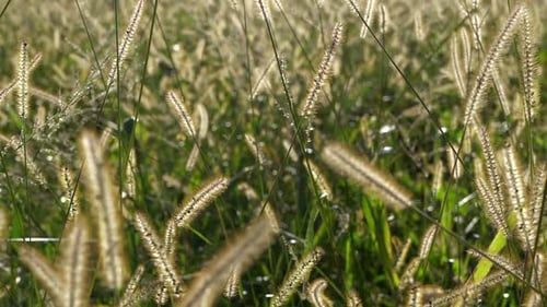 Natürliche Umgebung Blumen Feldwachstum