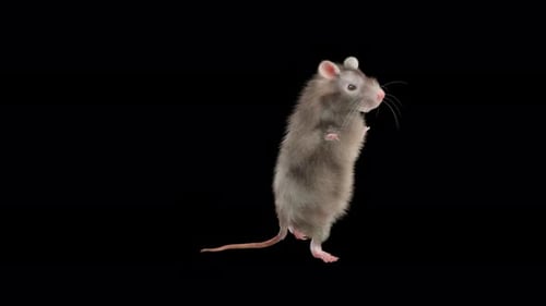 Realistic Brown Rat Dancing Animation with Alpha Channel