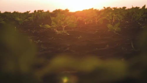 Blatt der Kulturpflanze und Haufen Ackerboden. Landwirtschaft, Gartenbau oder Ökologie-Konzept.