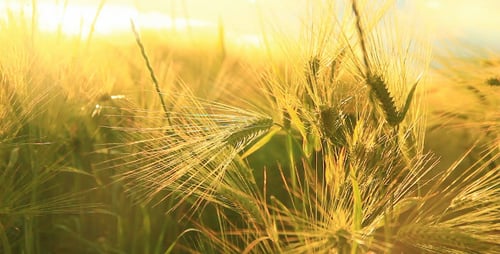 Sunny Wheat