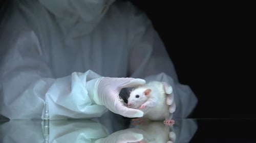 Scientist Pets White Lab Rat in Laboratory