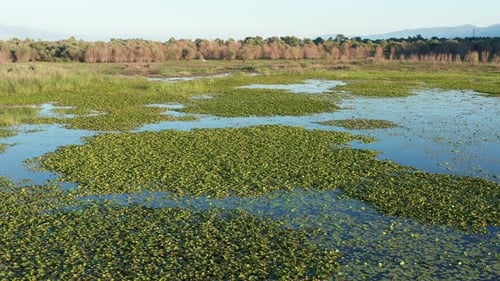 Green water lily leaves on a blue lake - marsh vegetation in a wetland landscape, Montenegro nature