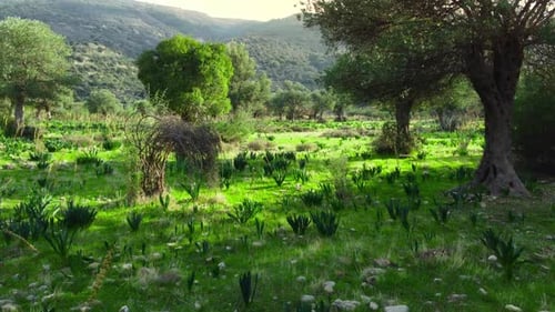 Mediterrane Landschaftsdrohne fliegt langsam durch Olivenbäume Schöne Natur Blick auf Green Grove