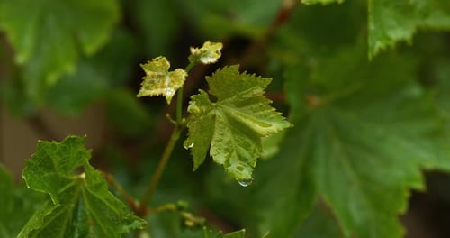 900014 Regen, der vom Blatt der Weinrebe fällt, Normandie, Zeitlupe 4K