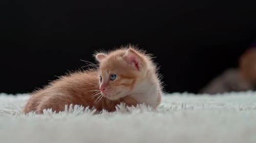Small Orange Tabby Kitten Relaxing on White Blanket