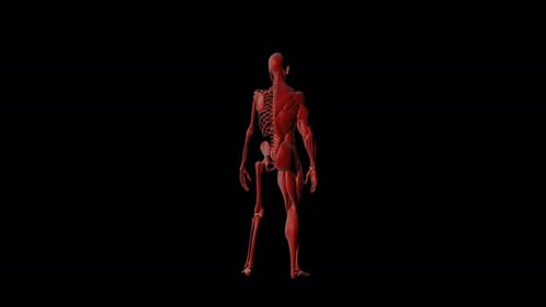 4K Male Body