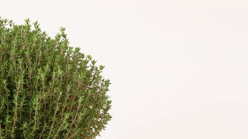 Thyme 10
