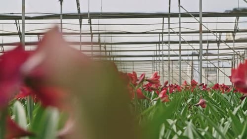 Plantas de amarilis dentro de un gran invernadero