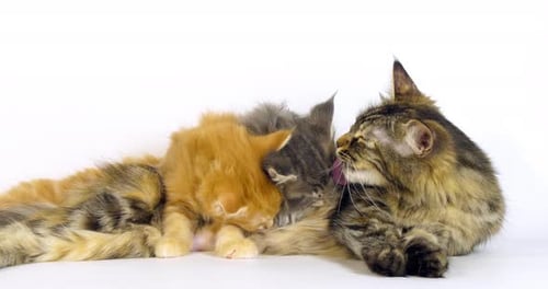 Écaille brune Blotched Tabby Maine Coon Blue Blotched Tabby maine Coon Crème Blotched Tabby