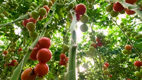 Tomato Plant Dolly Through a Lush Garden
