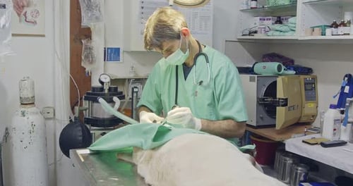 Veterinary surgery - Veterinarian operating a white dog in a pet clinic