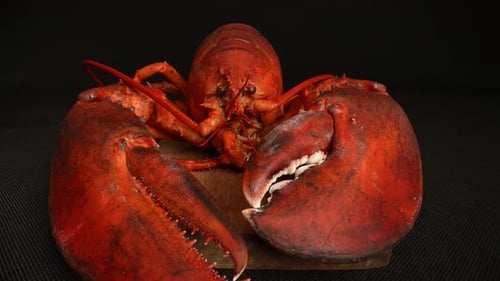Cooked Lobster 33