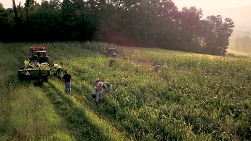 Ascending aerial view of workers in field picking fresh corn with tractor pulling corn wagon nearby.