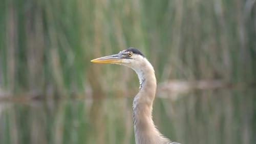Close-Up of Great Blue Heron in Natural Setting