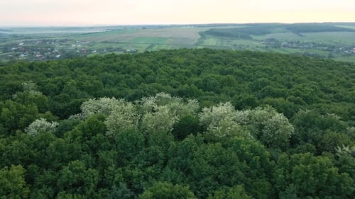 Luftaufnahme des dunklen üppigen Waldes mit blühenden grünen Baumdächern im Frühjahr