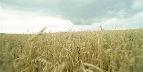Wheat Field