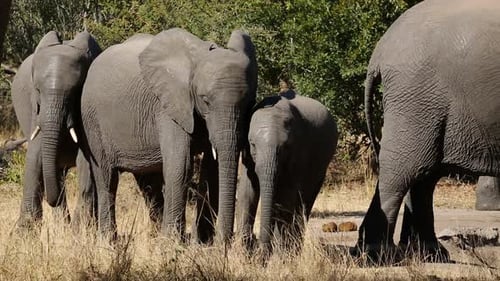 African Elephants - South Africa