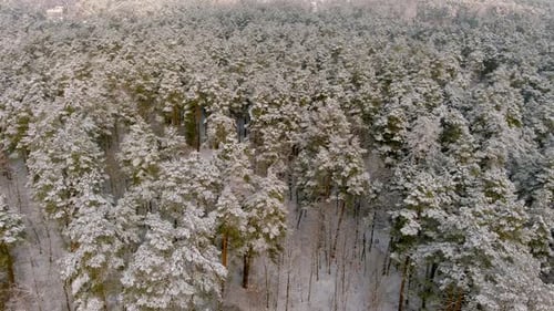 Snow Covered Forest in Winter Aerial View