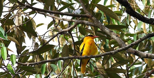 Brilliant Yellow Bird Perched on Branch in Lush Tree