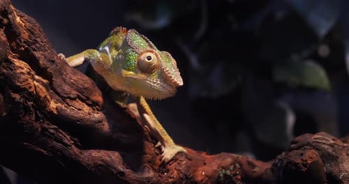 Caméléon panthère, furcifer pardalis, adulte debout sur une branche, Madagascar, ralenti 4K