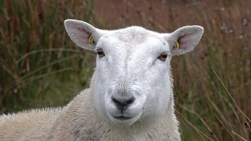 Close Up of Chewing Sheep in the Highlands of Scotland