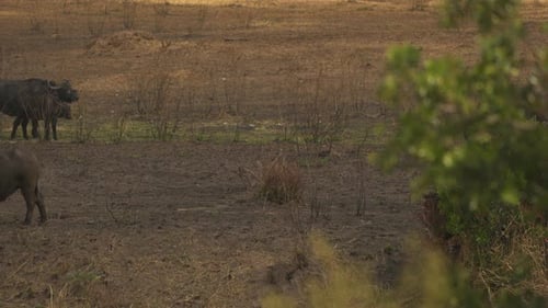 Buffalo herd with calves in Masai Mara