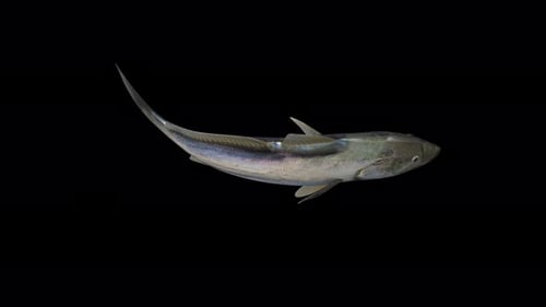 4K Fischdecke