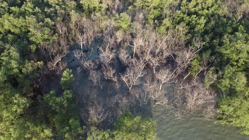 Vista aérea: avance y mire hacia abajo el manglar seco y desnudo.