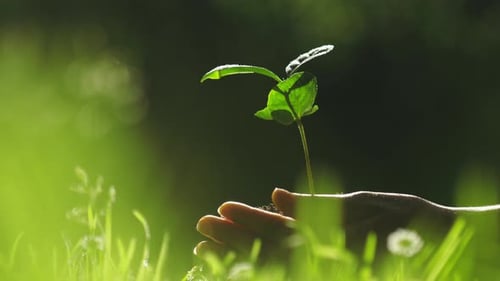 Close Up of Female Hands Holding Tree Sprout Outdoors