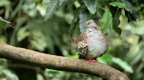 Crested Pigeon Perched Gracefully in Tropical Nature