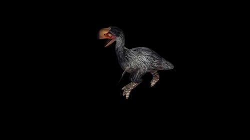 Gastornis Run Top