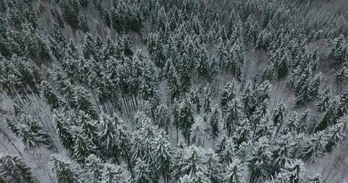 Aerial View. Winter Season. Snowy Mountain Forest Aerial Shot Breathtaking Natural Landscape, Frozen