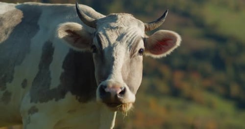 Cow Grazing Peacefully in Sunny Rural Pasture