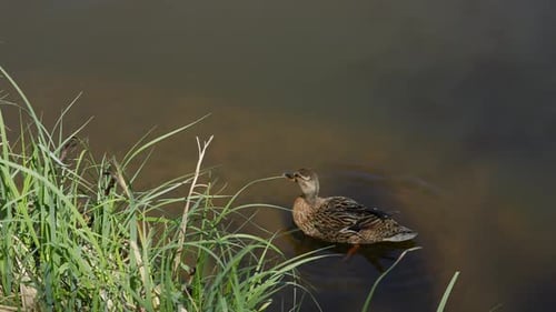 A Large Mother Duck Ducklings Rest on the Shore of the Reservoir and Swim
